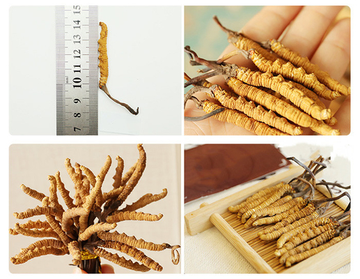 Natural Cordyceps Militaris Extract 98% Cordycepin Powder