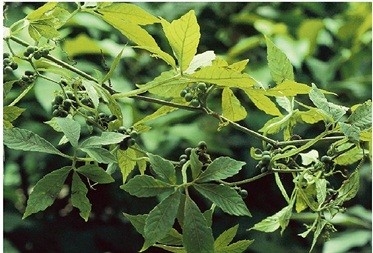 Bulk Gynostemma Pentaphyllum Extract Gynostemma Polysaccharides 30% - 50%