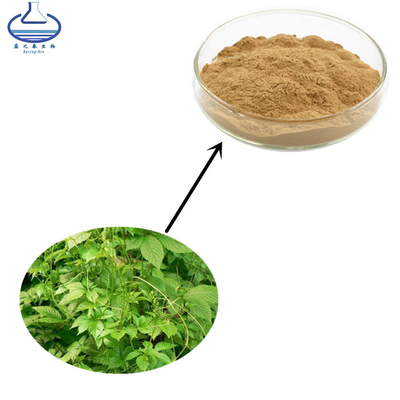 99% Gynostemma Pentaphyllum Extract Aypenoside Gynostemma Pentaphyllum Makino