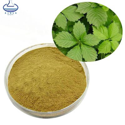 Bulk Gynostemma Pentaphyllum Extract Gynostemma Polysaccharides 30% - 50%