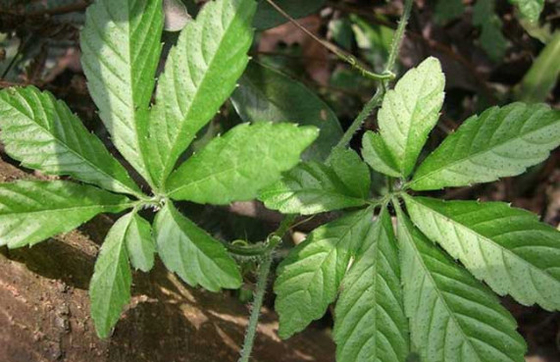 99% Gynostemma Pentaphyllum Extract Aypenoside Gynostemma Pentaphyllum Makino