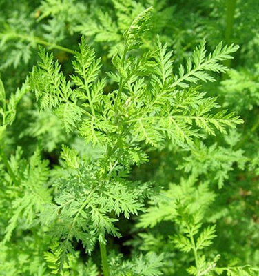 Pure Natural Artemisia Annua Extract Food Grade