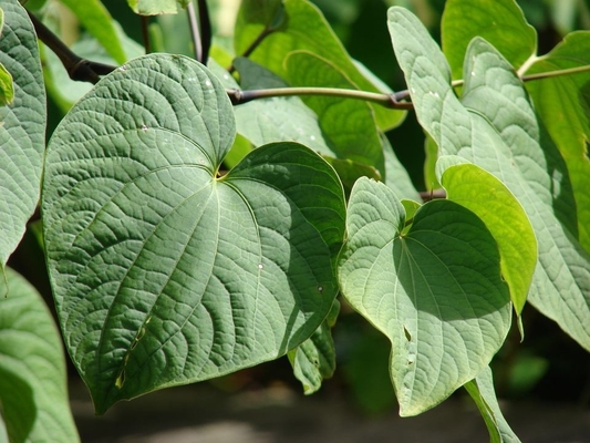 Piper Methysticum Pure Plant Extracts Kava Root Extract 9000-38-8
