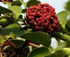 Wholesale Bulk Evodiamine Powder Evodia Rutaecarpa Extract Powder