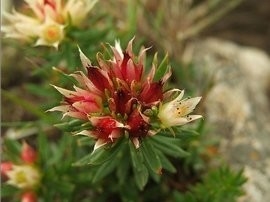Food Grade Pure Plant Extracts Rhodiola Rosea Extract Powder