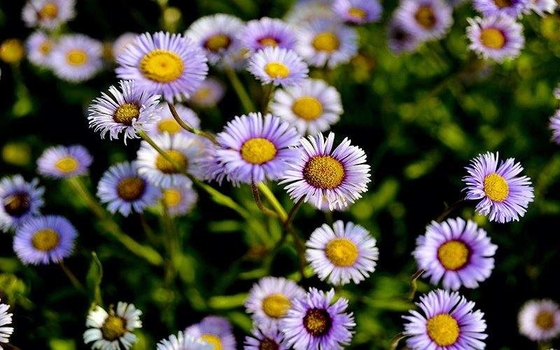 98% Erigeron Breviscapus Extract Breviscapine Scutellarin Powder