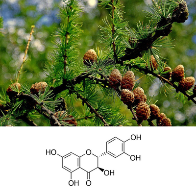Yellow Dihydroquercetin Larch Extract Taxifolin Solvent Extraction