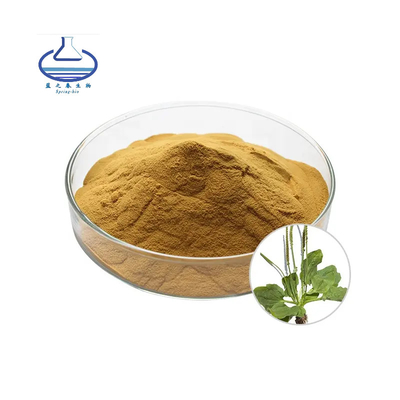 100% Pure Plant Extracts Natural Water Soluble Plantain Extract