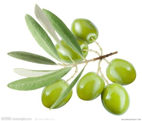 98% Oleanolic Acid Skincare Cosmetic Grade Natural Olive Leaf Extract