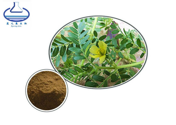 Tribulus Terrestris Extract Powder Protodioscin CAS 55056-80-9