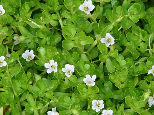 Bacopaside Bacopa Extract Powder 10% 20% 50% Health Protection