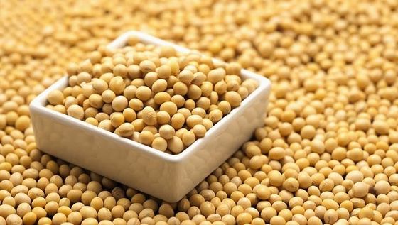 Wholesale High Quality Soybean Extract Daidzein Powder CAS 486-66-8