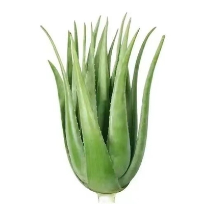 10/1 200/1 Aloe Vera Powder Freeze Dried Aloe Vera Powder