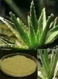 100 X 200 X Producing Organic Aloe Vera Extract Aloe Vera Gel