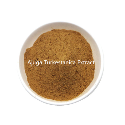 Manufactures Supply Bulk Ajuga Turkestanica Extract Powder